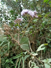 Aristeguietia lamiifolia