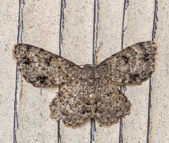 Dischidesia cinerea