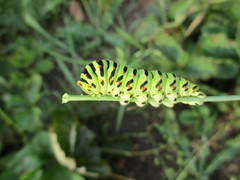Papilio machaon