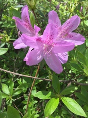 Rhododendron indicum