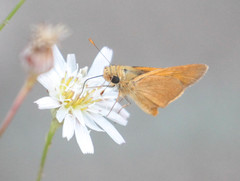 Ochlodes agricola