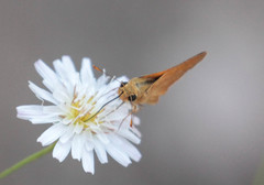 Ochlodes agricola