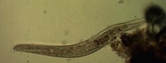 Spirostomum teres