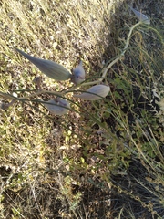 Asclepias engelmanniana