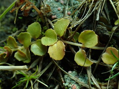 Epilobium rotundifolium