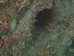 Echinostrephus aciculatus