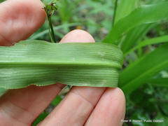 Chlorophytum modestum