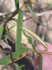 Astrotricha longifolia
