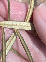 Astrotricha longifolia