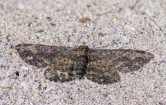 Pseudocollix hyperythra