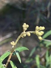 Astrotricha longifolia