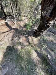 Astrotricha longifolia