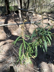 Astrotricha longifolia