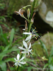Chlorophytum modestum