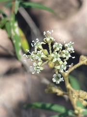 Astrotricha longifolia