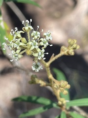 Astrotricha longifolia