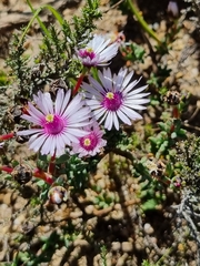 Lampranthus leptaleon