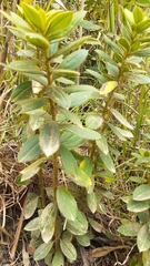 Dasyphyllum