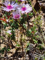 Lampranthus leptaleon
