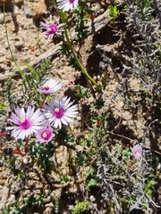 Lampranthus leptaleon