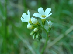 Myosotis lytteltonensis