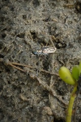 Eunota gabbii
