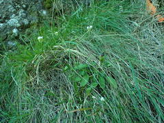 Myosotis lytteltonensis