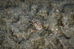 Eunota gabbii