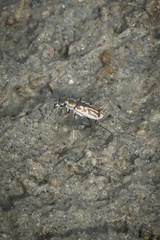 Eunota gabbii