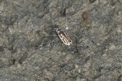 Eunota gabbii