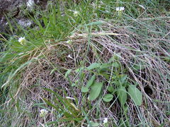 Myosotis lytteltonensis