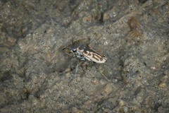 Eunota gabbii