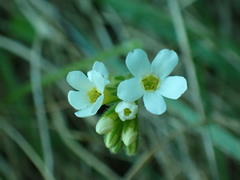 Myosotis lytteltonensis