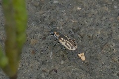 Eunota gabbii