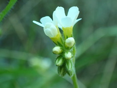 Myosotis lytteltonensis