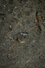 Eunota gabbii
