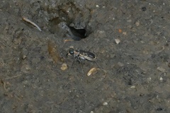 Eunota gabbii