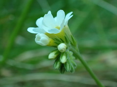 Myosotis lytteltonensis