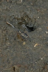 Eunota gabbii