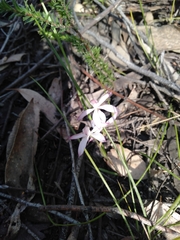 Caladenia clarkiae