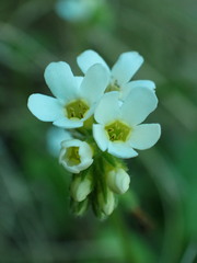 Myosotis lytteltonensis