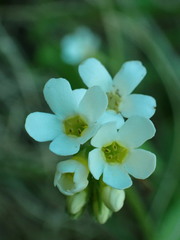 Myosotis lytteltonensis