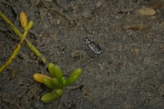 Eunota gabbii