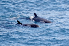 Globicephalinae