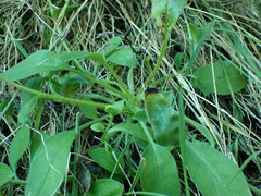 Myosotis lytteltonensis