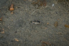 Eunota gabbii