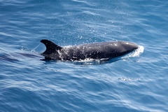 Globicephalinae