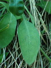 Myosotis lytteltonensis