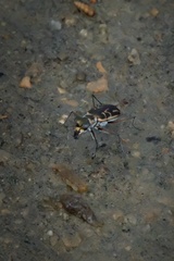 Eunota gabbii