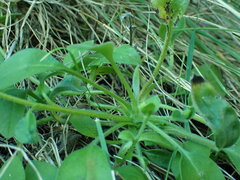 Myosotis lytteltonensis